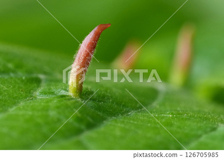 Closeup on a green Leaf of a Tilia Tree Infested with a Eriophyes Tiliae Mite Forming Lime Nail Gall or Bugle Gall Closeup on a green Leaf of a Tilia Tree Infested with a Eriophyes Tiliae Mite Forming Lime Nail Gall or Bugle Gall 126705985