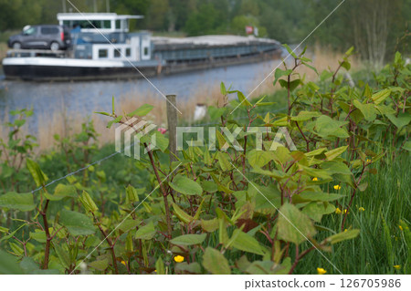 Closeup on an emerging young invasive Japanese or Asian knotweed plant growing at the side of a canal in Belgium 126705986