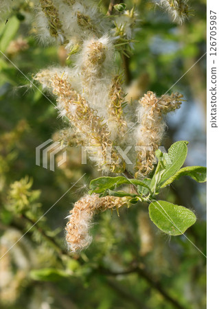 Close-up of a blooming pussy willow branch. The soft, fuzzy catkins are displayed with vibrant green leaves on a blurred background. Close-up of a blooming pussy willow branch. The soft, fuzzy catkins are displayed with vibrant green leaves on a blurred background. 126705987