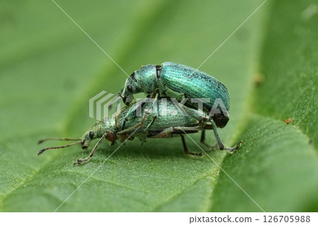 Closeup on a male and female metallic green netlle weevil beetle, Phyllobius pomaceus, on a green leaf Closeup on a male and female metallic green netlle weevil beetle, Phyllobius pomaceus, on a green leaf 126705988