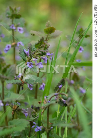 Closeup on a group of Blue Flowers of the Gill-over-the-ground Ground-ivy Creeping Charlie Runaway-Robin, Glechoma Hederacea Closeup on a group of Blue Flowers of the Gill-over-the-ground Ground-ivy Creeping Charlie Runaway-Robin, Glechoma Hederacea 126705989