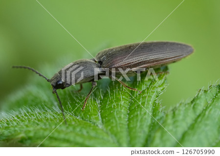 Extreme closeup on a brown cliking beetle, Athous haemorrhoidalis on a green leaf Extreme closeup on a brown cliking beetle, Athous haemorrhoidalis on a green leaf 126705990