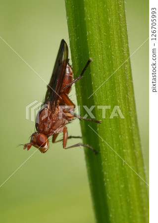 Closeup on a species of snail and slug killing fly, Tetanocera perched on the stem of a plant Closeup on a species of snail and slug killing fly, Tetanocera perched on the stem of a plant 126705993
