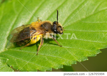 Closeup on a cute female mellow miner mining bee, Andrena mitis loaded with yellow Salix pollen Closeup on a cute female mellow miner mining bee, Andrena mitis loaded with yellow Salix pollen 126705994