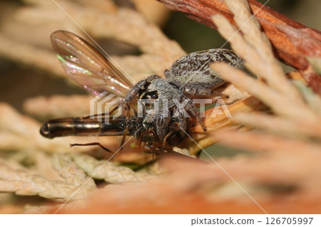 Closeup on a Mile End Jumping Spider, Macaroeris nidicolens, feeding on a small hoverfly 126705997