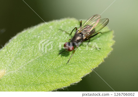 Closeup on the small Nemopoda nitidula fly in the garden 126706002
