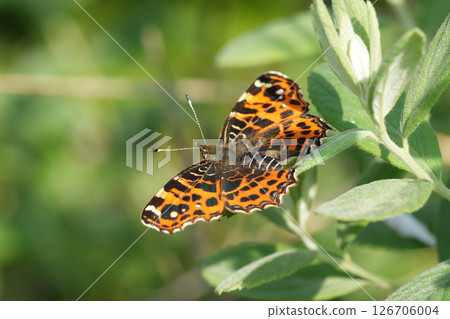 Closeup on a Map butterfly, Araschnia levana with spread wings Closeup on a Map butterfly, Araschnia levana with spread wings 126706004