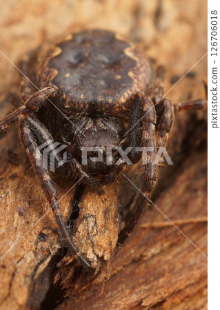 Closeup on a hairy, overwintering Walnut orbweaver, Nuctenea umbratica 126706018