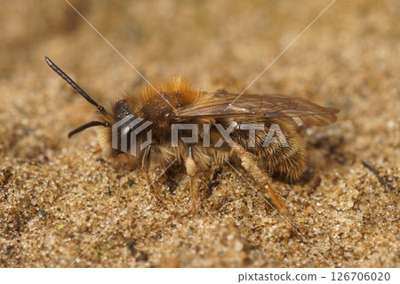 Closeup on a male Clarke's mining bee, Andrena clarkella, one of the earliest active species Closeup on a male Clarke's mining bee, Andrena clarkella, one of the earliest active species 126706020