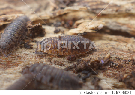 Closeup of several pill bugs crawling across decaying wood. The arthropods appear to be scavenging in a damp, shaded environment. Closeup of several pill bugs crawling across decaying wood. The arthropods appear to be scavenging in a damp, shaded environment. 126706021