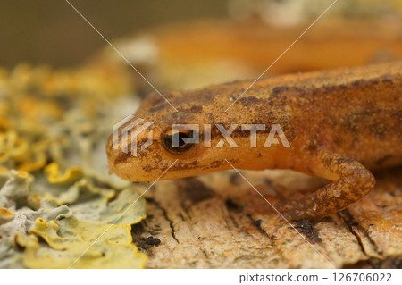 Closeup on a terrestrial Common European smooth newt, Lissotriton vulgaris vulgaris Closeup on a terrestrial Common European smooth newt, Lissotriton vulgaris vulgaris 126706022