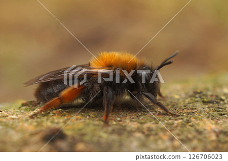 Closeup on a female Clarke's mining bee, Andrena clarkella, female on a piece of wood 126706023