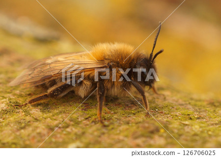 Closeup on a female Dawn mining bee, Andrena nycthemera Closeup on a female Dawn mining bee, Andrena nycthemera 126706025