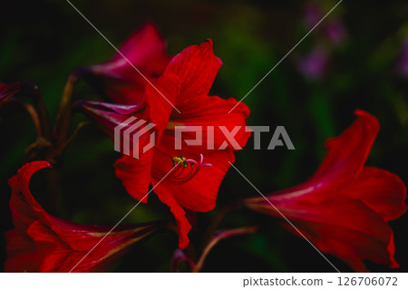 <素材> 梅雨季節的紅色喇叭百合花 <素材> 梅雨季節的紅色喇叭百合花 126706072