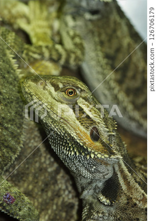 Close-up of a bearded dragon, showcasing its textured scales, spiky beard, and keen eye against a blurred background of other lizards. Close-up of a bearded dragon, showcasing its textured scales, spiky beard, and keen eye against a blurred background of other lizards. 126706179