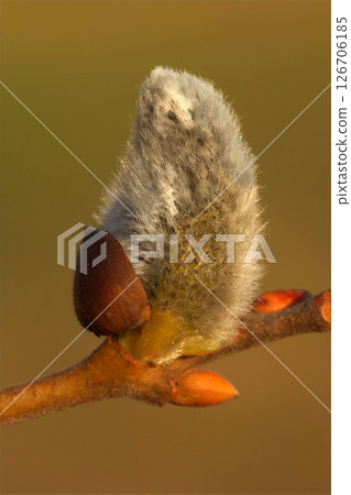 Close-up of a budding pussy willow with its soft, fuzzy catkin, signaling the arrival of spring with its fresh growth and beauty. Close-up of a budding pussy willow with its soft, fuzzy catkin, signaling the arrival of spring with its fresh growth and beauty. 126706185