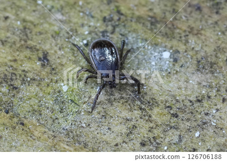 Closeup on a castor bean tick Ixodes ricinus, a parasite pest species spreading tick-borne encephalitis. Closeup on a castor bean tick Ixodes ricinus, a parasite pest species spreading tick-borne encephalitis. 126706188