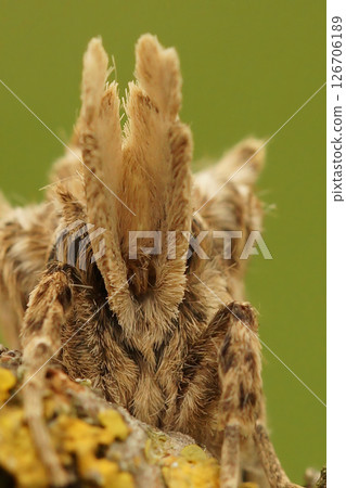 Extreme closeup on the face of the Pale prominent moth, Pterostoma palpina Extreme closeup on the face of the Pale prominent moth, Pterostoma palpina 126706189