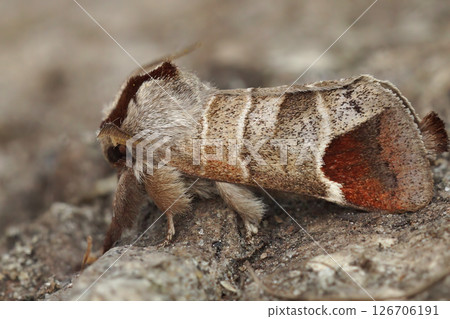 Close up of the European chocolate-tip moth, Clostera curtula on wood 126706191
