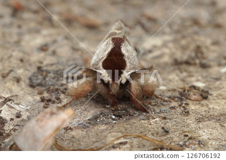 Close up of the European chocolate-tip moth, Clostera curtula on wood 126706192