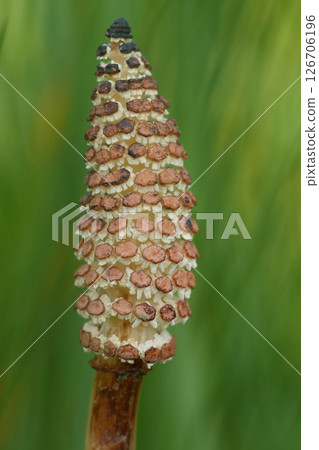 Close-up of an Equisetum strobilus with brown sporangiophores arranged in whorls around a central axis against a blurred green backdrop. Close-up of an Equisetum strobilus with brown sporangiophores arranged in whorls around a central axis against a blurred green backdrop. 126706196