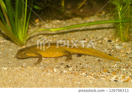 Closeup on a yellow colored Carpathian newt, Lissotriton montandoni Closeup on a yellow colored Carpathian newt, Lissotriton montandoni 126706311