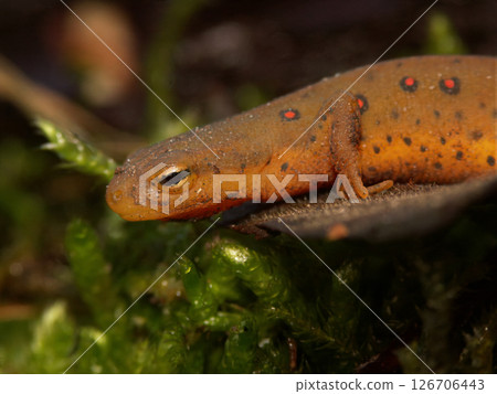 A Notophthalmus viridescens or Eastern Broken-Striped , Central , Peninsula or Red Spotted Newt 126706443