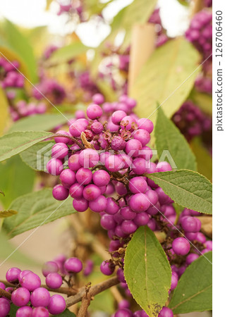 Vibrant Purple Berries on a Beatyberry shrub, Callicarpa Branch 126706460