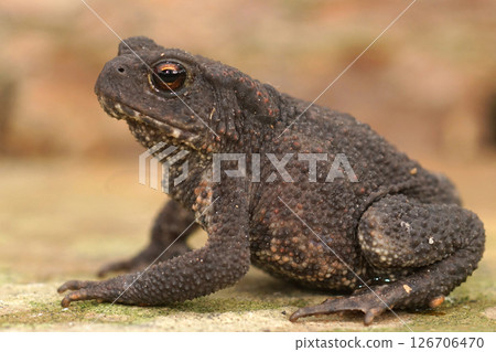 Close-up of a dark, bumpy Common European toad, Bufo bufo, with striking eyes Close-up of a dark, bumpy Common European toad, Bufo bufo, with striking eyes 126706470