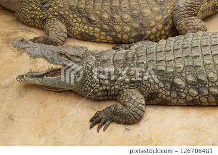 Closeup on large freshwater Nile crocodile, Crocodylus niloticus basking in the sun 126706481