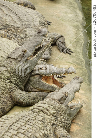 Closeup on large freshwater Nile crocodile, Crocodylus niloticus basking in the sun Closeup on large freshwater Nile crocodile, Crocodylus niloticus basking in the sun 126706482