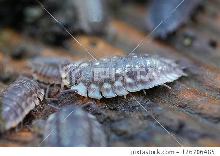 Selective focus closeup on a shiny woodlouse , Oniscus asellus , on a peice of wood in the garden Selective focus closeup on a shiny woodlouse , Oniscus asellus , on a peice of wood in the garden 126706485