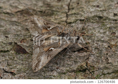 Closeup on a Silver Y owlet moth, Autopgrapha gamma on a peice of wood 126706486