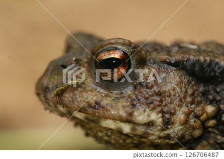 Closeup on a female of the European Common toad, Bufo bufo 126706487
