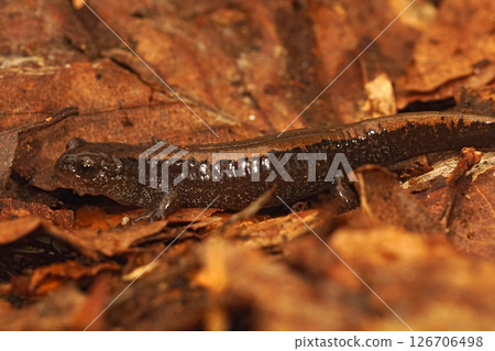 Closeup on a juvenile Siberian salamander, Salamandrella keyserlingii on dried leafs 126706498