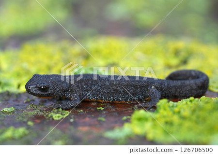 Closeup on a dark colored European alpine newt, Ichthyosaura alpestris on a lichen covered wood 126706500