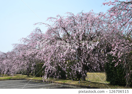Takanezawa Genki Up Village Roadside Station #77 126706515