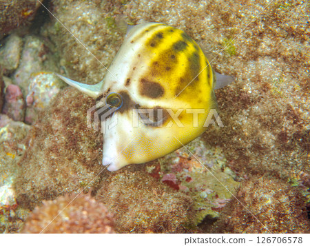 Beautiful spectacled filefish (family: Filefish) and others. Hirizohama Nakagi Minamiizu Town Izu Peninsula Shizuoka Prefecture 2024 126706578