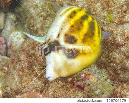 Beautiful spectacled filefish (family: Filefish) and others. Hirizohama Nakagi Minamiizu Town Izu Peninsula Shizuoka Prefecture 2024 Beautiful spectacled filefish (family: Filefish) and others. Hirizohama Nakagi Minamiizu Town Izu Peninsula Shizuoka Prefecture 2024 126706579