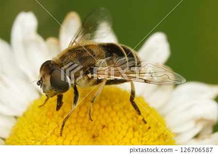 Closeup on a European drone fly, Eristalis arbustorum, on a common daisy flower in the garden Closeup on a European drone fly, Eristalis arbustorum, on a common daisy flower in the garden 126706587