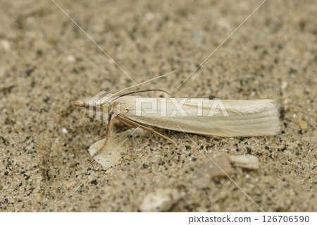 Closeup on a pale colored Grass-veneer crambid moth, Crambus perlella on wood Closeup on a pale colored Grass-veneer crambid moth, Crambus perlella on wood 126706590