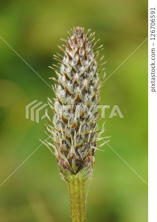 Close-up of Plantain Flower Head , Plantago lanceolata, 126706591