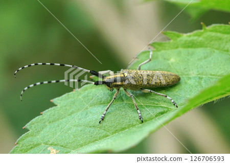 Closeup on a golden-bloomed grey longhorn beetle, Agapanthia villosoviridescens on a green leaf 126706593