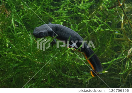Closeup on a small Chinese fire-bellied newt, Cynops orientalis in an aquarium 126706596