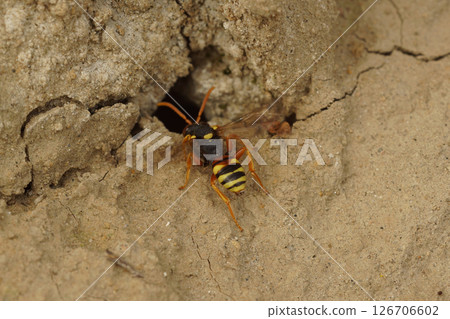 Closeup on a cleptoparasite female painted nomad bee, Nomada fucata inspectiing a nest entrance of Andrena flavipes to lay her eggs in 126706602