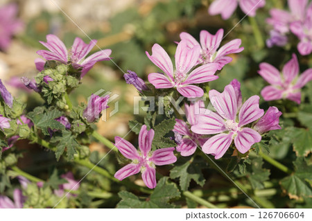 Closeup on a pink flowering Mediterranean Common mallow wildflower, Malva sylvestris in the Gard, France 126706604