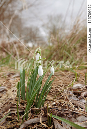 Vertical closeup on the early flowering common snowdrop flower, Galanthus nivalis Vertical closeup on the early flowering common snowdrop flower, Galanthus nivalis 126706612