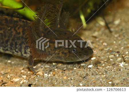 Closeup on the critically endangered neotenic, gilled Mexican Achoque Ambystoma andersoni Closeup on the critically endangered neotenic, gilled Mexican Achoque Ambystoma andersoni 126706613