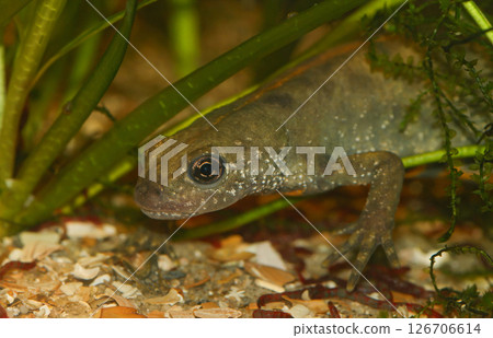 Closeup on an Italian crested newt, Triturus carnifex 126706614