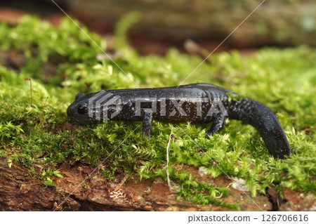 Close up on a juvenile white speckled Hynobius hirosei, an endemic Japanese streamside salamander on green moss 126706616